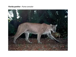 The Endangered Florida Panther - Puma Concolor