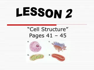 Cell Structure: Key Organelles and Functions