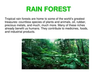 The Marvels of Tropical Rainforests: Riches, Wildlife, and Conservation