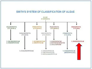 Main Characteristics of Rhodophyta: The Red Algae Division