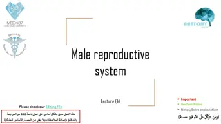 Male Reproductive System Overview: Anatomy, Function, and Components