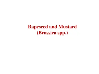 Rapeseed and Mustard Crops: A Comprehensive Overview