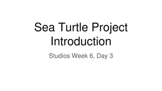 Exploring the Sea Turtle Project Introduction Studios