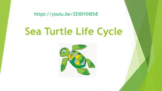 Fascinating Life Cycle of a Sea Turtle