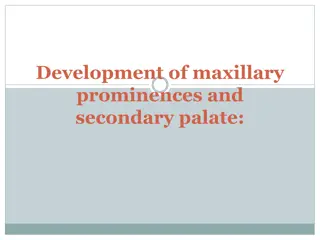 Development of Maxillary Prominences and Secondary Palate in Embryonic Development