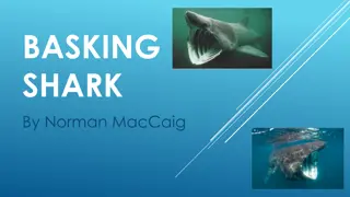 Encounter with the Basking Shark - Poem Analysis and Overview