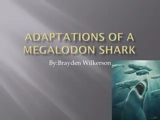 Fascinating Facts About the Megalodon Shark