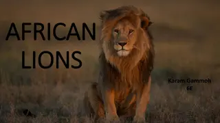 African Lions - The Majestic Big Cats in Danger