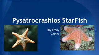 Amazing Facts About Starfish