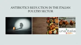 Successful Reduction of Antibiotic Usage in Italian Poultry Sector