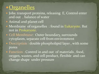 Cell Organelles and Their Functions