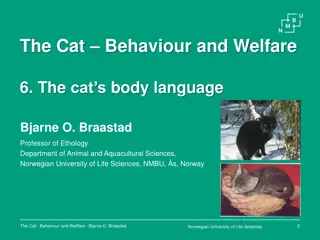 Understanding Cat Body Language: A Comprehensive Guide