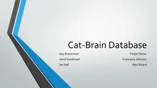 Cat-Brain Database Project Overview and Development Process