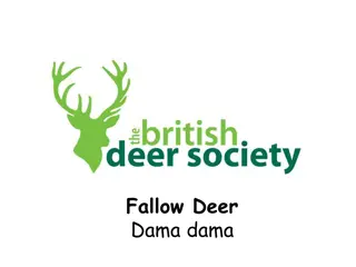 All About Fallow Deer - Unique Characteristics and Behaviors