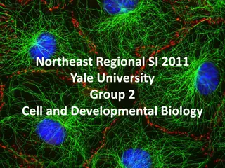 Significance of the Cell Cycle in Growth and Development