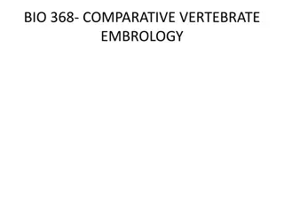 Understanding Vertebrate Embryology Through Evolutionary Development