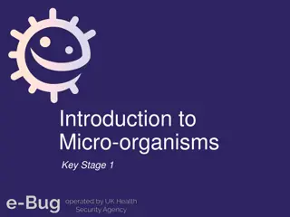 Exploring Micro-organisms in Key Stage 1 Curriculum