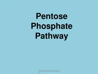 The Pentose Phosphate Pathway in Metabolism