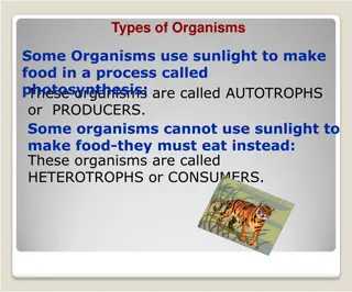 Cellular Respiration: Energy Production in Organisms