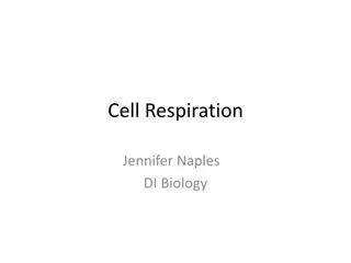 Cell Respiration and the Importance of Food in Biology