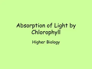 Light Absorption by Chlorophyll in Biology