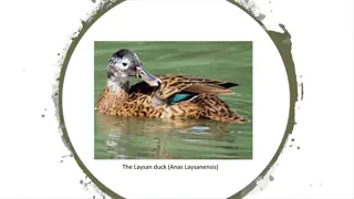 The Critically Endangered Laysan Duck: A Story of Survival