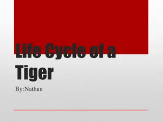 The Life Cycle of a Tiger