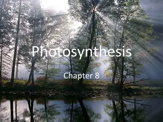 Photosynthesis: Energy Conversion in Living Organisms