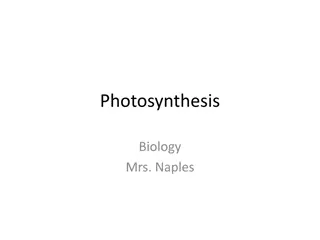 Photosynthesis: The Source of Life's Energy