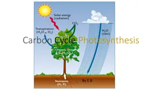 The Importance of Photosynthesis in the Carbon Cycle