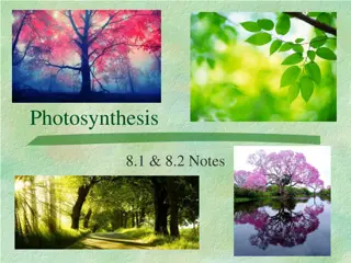 Photosynthesis: Energy Conversion in Plants