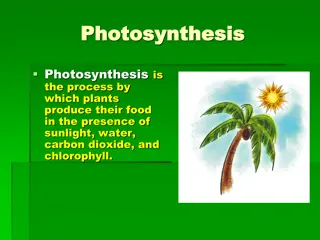 Photosynthesis: The Process and Importance