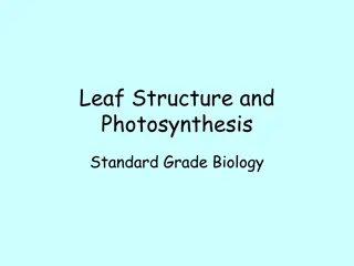 Leaf Structure and Photosynthesis in Biology