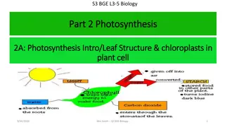 Photosynthesis: Process and Importance in Plants