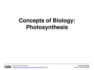 Photosynthesis: A Vital Process in Biology