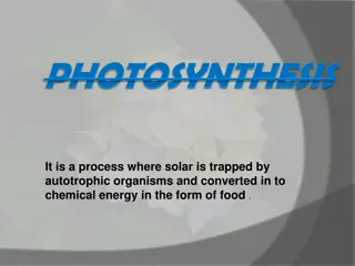 Photosynthesis and Photophosphorylation Processes