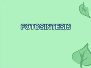 Photosynthesis: The Importance and Mechanism