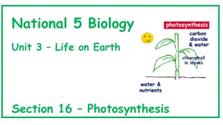 Photosynthesis in Plants