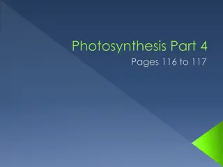 The Calvin Cycle in Photosynthesis