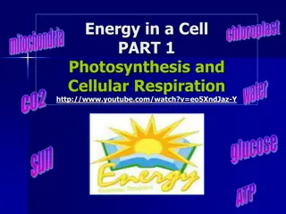 Energy Transformations in Cells