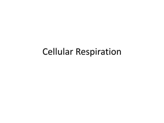 Cellular Respiration and Fermentation Processes