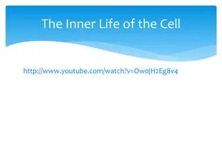 A Comprehensive Comparison of Mitosis, Meiosis, and Cellular Processes in Cells