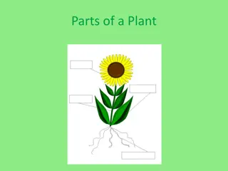 Learn About the Essential Parts of a Plant and Their Functions