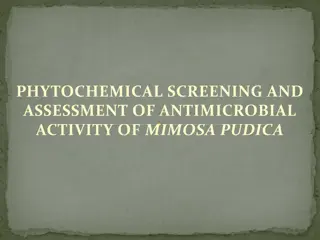 Phytochemical Screening and Antimicrobial Assessment of Mimosa pudica