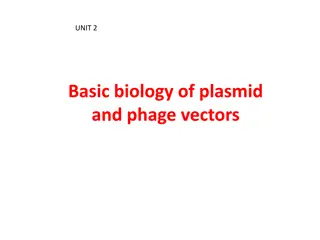 Basic Biology of Plasmid and Phage Vectors