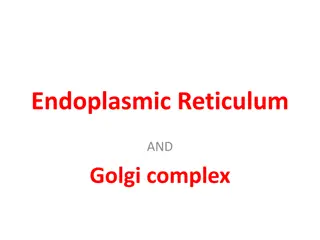 The Endoplasmic Reticulum and Golgi Complex in Cells