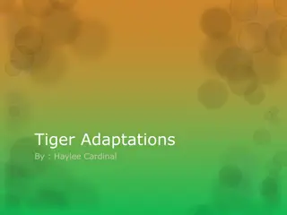 Tiger Adaptations and Characteristics