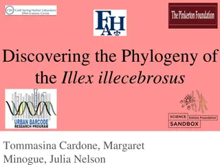 Unveiling the Phylogeny of the Illex illecebrosus Cephalopod Species