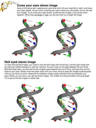 Interactive Stereo Images and Molecular Biology Concepts