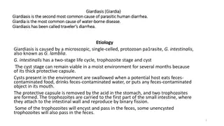 Giardiasis: Causes, Symptoms, and Prevention